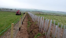 What was it that got us thinking about birds, bees, n’ trees?